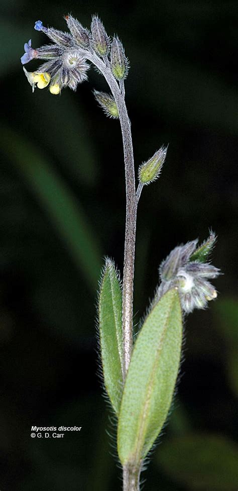 miosotis|Myosotis discolor .